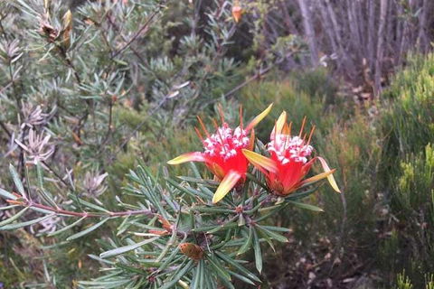 Private Blue Mountains Tour With Kangaroo And Koala Experience - New South Wales Tourism  4