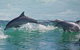Private Port Stephens Day Trip From Sydney Including Dolphin Cruise - thumb 1