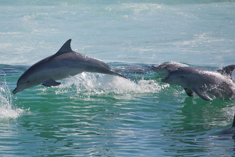Private Port Stephens Day Trip From Sydney Including Dolphin Cruise - New South Wales Tourism  1