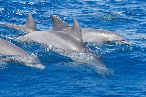 Private Port Stephens Day Trip From Sydney Including Dolphin Cruise - New South Wales Tourism  4