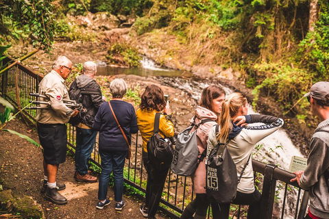 Full-day Springbrook National Park Tour From The Gold Coast - New South Wales Tourism  0