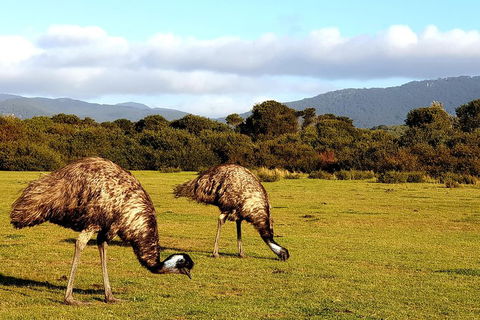Wilson's Promontory & Phillip Island - 'Prom & Penguins' Tour - New South Wales Tourism  4
