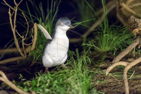 Private Phillip Island Tour - New South Wales Tourism  1
