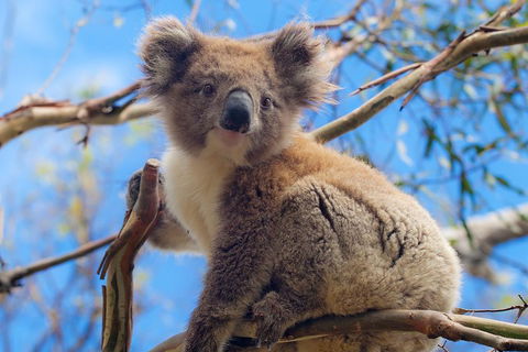 Private Phillip Island Tour - New South Wales Tourism  2
