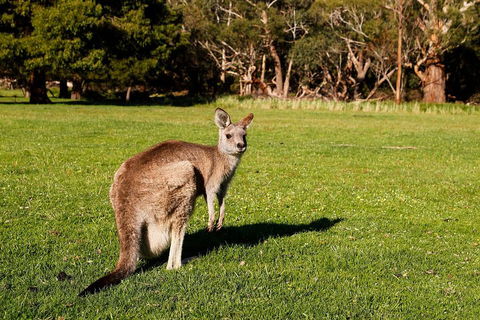 Full-Day Private Tour To Grampians From Melbourne - New South Wales Tourism  5