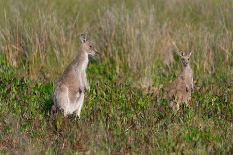 Wilsons Promontory Private 1 Day Tour - New South Wales Tourism  0