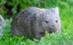 Wilsons Promontory Private 1 Day Tour - thumb 3