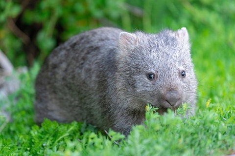 Wilsons Promontory Private 1 Day Tour - New South Wales Tourism  3