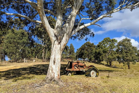 Blue Mountains Private Tour - Wild Kangaroos, Waterfalls And The Three Sisters - New South Wales Tourism  1