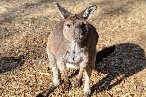 Blue Mountains Private Tour - Wild Kangaroos, Waterfalls And The Three Sisters - New South Wales Tourism  2