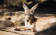 Sydney Taronga Zoo's Australian Animals Tour - thumb 2