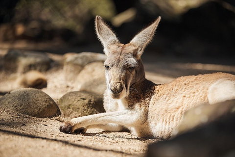 Sydney Taronga Zoo's Australian Animals Tour - New South Wales Tourism  2