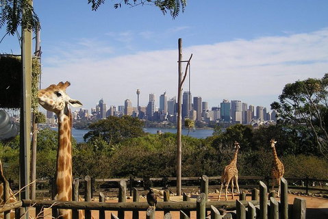 Sydney Taronga Zoo's Australian Animals Tour - New South Wales Tourism  4
