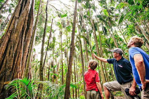 Natural Bridge & Springbrook Waterfalls Tour + Hot Air Balloon With Breakfast - New South Wales Tourism  5