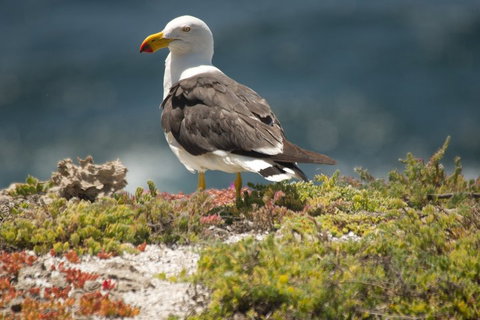From The Mountains To The Bay - 4 Day Rediscovery Small Group Tour - New South Wales Tourism  1