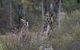 Inside The Greater Blue Mountains World Heritage - A Wildlife Safari Overnight - thumb 2