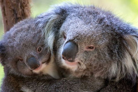 Half-Day Or Full-Day Tour With Private Guide From Melbourne - New South Wales Tourism  1