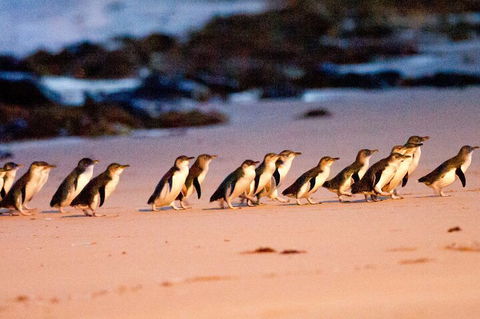 Half-Day Or Full-Day Tour With Private Guide From Melbourne - New South Wales Tourism  5