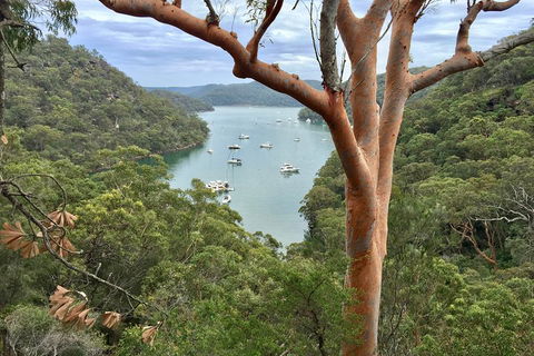 Shore Excursion: Sydney's Northern Beaches & Ku-ring-gai National Park Bus Tour - New South Wales Tourism  1