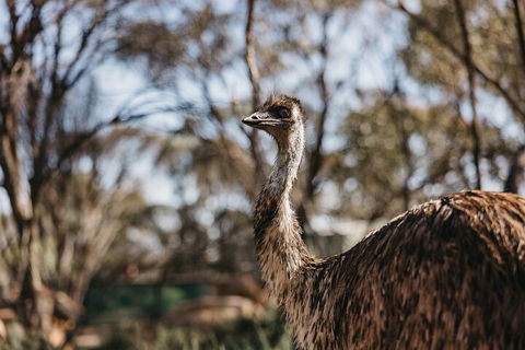 Wave Rock, York, Wildflowers, And Aboriginal Cultural Day Tour From Perth - New South Wales Tourism  4