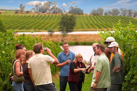 Yarra Valley Balloon Flight And Winery Tour - New South Wales Tourism  4