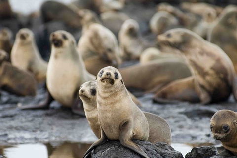 Puffing Billy, Wildlife Sanctuary & Penguins Day Tour From Melbourne - New South Wales Tourism  0