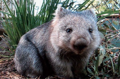 Puffing Billy, Wildlife Sanctuary & Penguins Day Tour From Melbourne - New South Wales Tourism  2