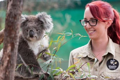 Puffing Billy, Wildlife Sanctuary & Penguins Day Tour From Melbourne - New South Wales Tourism  3