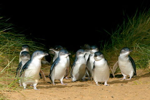 Puffing Billy, Wildlife Sanctuary & Penguins Day Tour From Melbourne - New South Wales Tourism  4