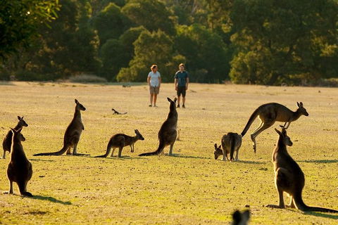 Grampians National Park Small-Group Eco Tour From Melbourne - New South Wales Tourism  4