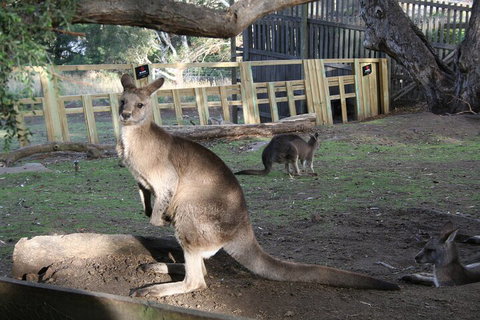 Mt. Wellington, Bonorong And Richmond Day Tour From Hobart - New South Wales Tourism  2