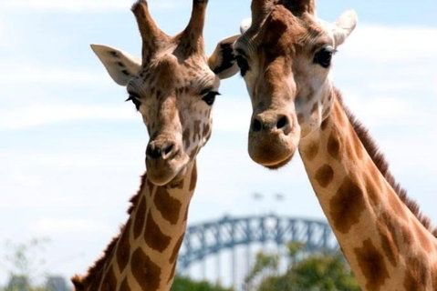 Sydney Harbour Ferry With Taronga Zoo Entry Ticket - New South Wales Tourism  1