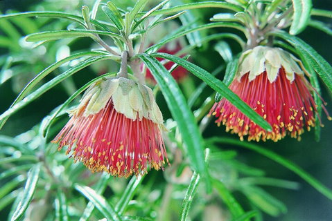 Full-Day Pinnacles Desert And Yanchep National Park Tour From Perth - New South Wales Tourism  1