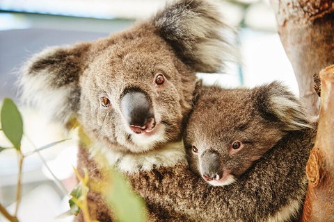 Full-Day Pinnacles Desert And Yanchep National Park Tour From Perth - New South Wales Tourism  5