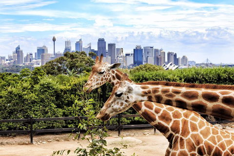 Go City | Sydney Explorer Pass With 20+ Attractions And Tours - New South Wales Tourism  2