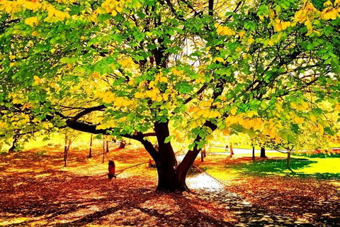 Hobart Half-Day Sightseeing Coach Tram Tour - New South Wales Tourism  3