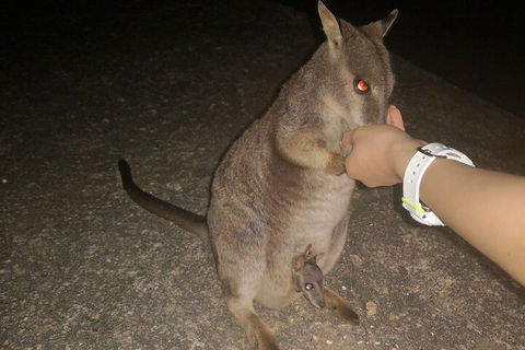 Private Tour To Paronella Park, Historic Village Herberton And Wild Life Wallaby - New South Wales Tourism  0