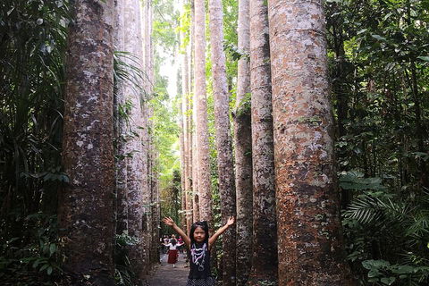 Private Tour To Paronella Park, Historic Village Herberton And Wild Life Wallaby - New South Wales Tourism  2