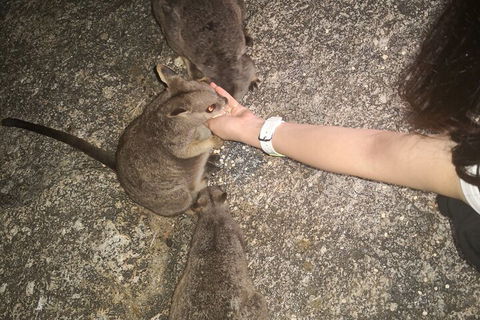 Private Tour To Paronella Park, Historic Village Herberton And Wild Life Wallaby - New South Wales Tourism  4