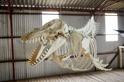 Albany's Whale Story - New South Wales Tourism  3