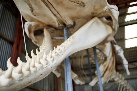 Albany's Whale Story - New South Wales Tourism  5
