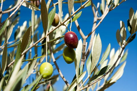 Fine Flavours - Full Day Kangaroo Island Food & Wine Tour - New South Wales Tourism  4