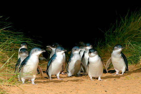 Puffing Billy, Moonlit Sanctuary & Penguins Day Tour - New South Wales Tourism  0