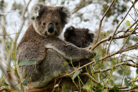 Melbourne Combo: Great Ocean Road + Phillip Island Express + Attraction Pass - New South Wales Tourism  2