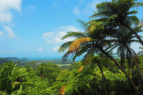Cape Tribulation, Daintree Rainforest And Wildlife Tour - New South Wales Tourism  3