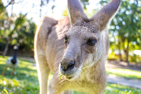 Virtual Interactive Australian Wildlife Tour With Private Guide-Wildlife Habitat - New South Wales Tourism  2