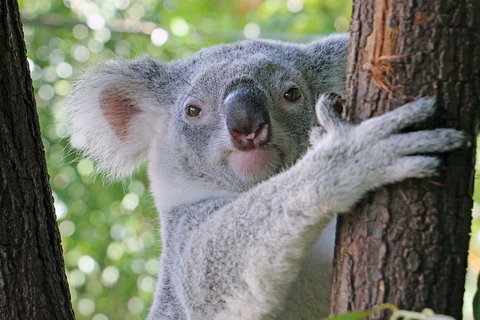 Virtual Interactive Australian Wildlife Tour With Private Guide-Wildlife Habitat - New South Wales Tourism  3