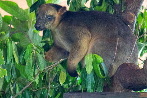 Virtual Interactive Australian Wildlife Tour With Private Guide-Wildlife Habitat - New South Wales Tourism  4