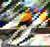 Wildlife Habitat Port Douglas - New South Wales Tourism 