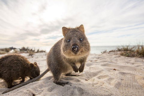 Rottnest Bayseeker Bus Tour From Hillarys Boat Harbour - New South Wales Tourism  1